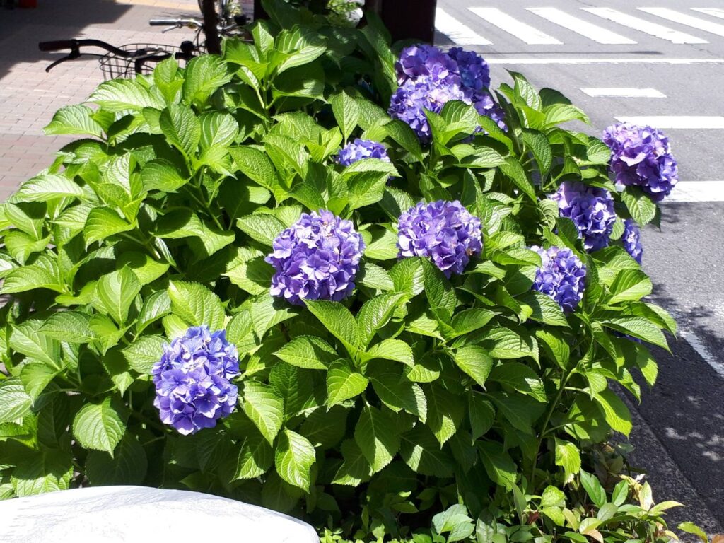 京都観光6月 京都の紫陽花の名所やおすすめフォトスポット 三条 四条観光の穴場 Curlpingの幸せblog