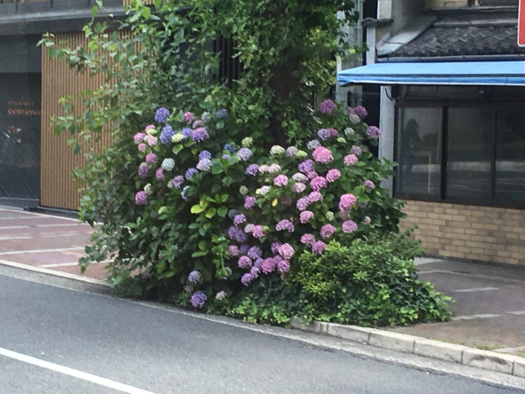 京都観光6月 京都の紫陽花の名所やおすすめフォトスポット 三条 四条観光の穴場 Curlpingの幸せblog